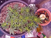IMG_20241028_090113.jpg